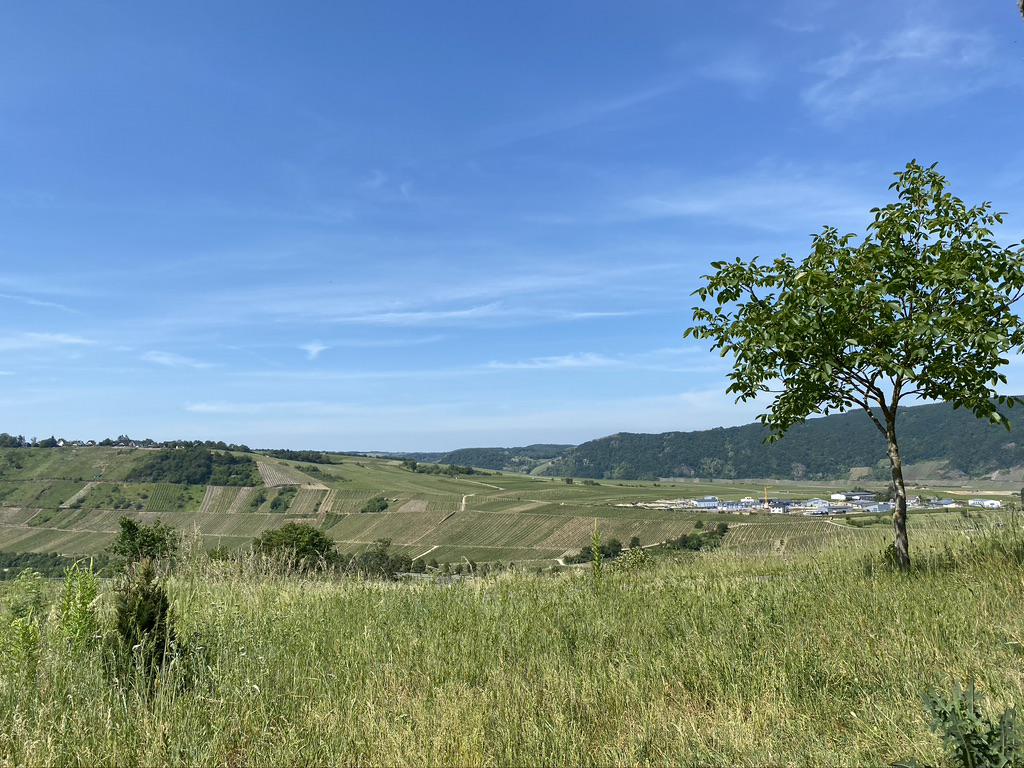 Landschaft mit Baum