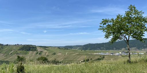 Landschaft mit Baum