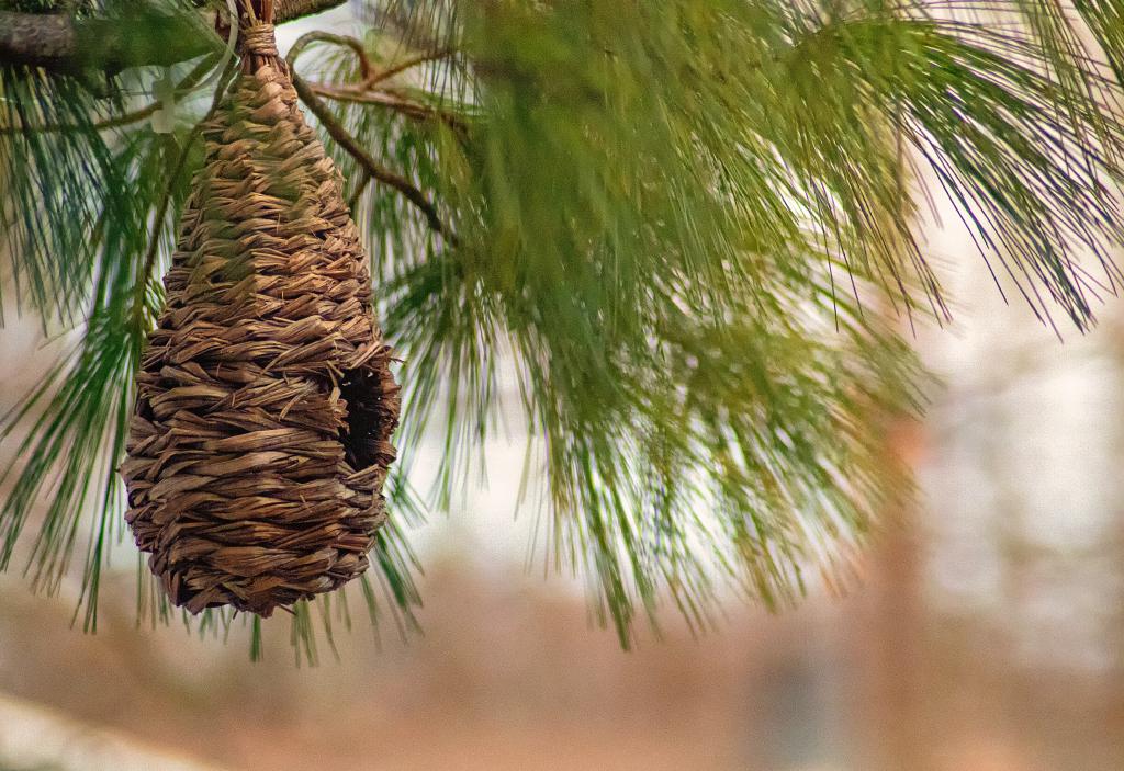 Vogelnest Vogelnest